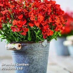 Diascia 'Divara Collection' -Vedicayur Store DIAS DIVORANGE S45559