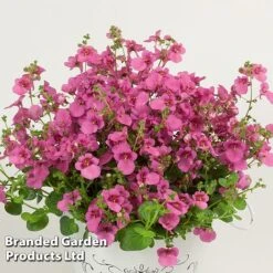 Diascia 'Divara Collection' -Vedicayur Store DIAS DIVPINK S45561