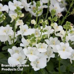 Diascia 'Divara Collection' -Vedicayur Store DIAS DIVWHITE S45557