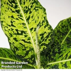 Dieffenbachia 'Reflector' 5 Dieffenbachia 'Reflector' -Vedicayur Store DIEF MACREFLEC T33674