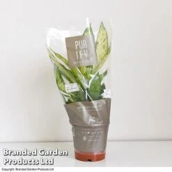 Dieffenbachia Seguine Sublime -Vedicayur Store DIEF SUBLI17CM T39040