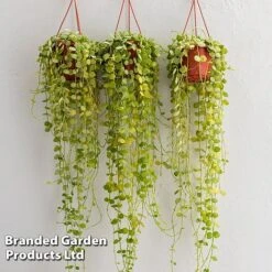 Dischidia Nummularia -Vedicayur Store DISC BUTTONORC WKC8846