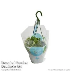 Dischidia Nummularia -Vedicayur Store DISC NUMMU14CM T48959