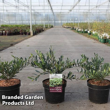 Distylium 'Cinnamon Girl' 1 Distylium 'Cinnamon Girl'