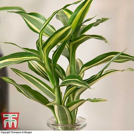 Dracaena Sanderiana 'Victory' In Bottle & Stand 2 Dracaena Sanderiana 'Victory' In Bottle & Stand - Image 2