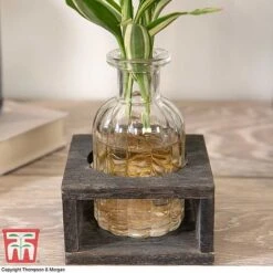 Dracaena Sanderiana 'Victory' In Bottle & Stand 9 Dracaena Sanderiana 'Victory' In Bottle & Stand -Vedicayur Store DRAC KB3999 C