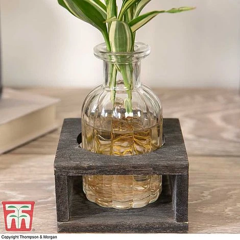 Dracaena Sanderiana 'Victory' In Bottle & Stand 4 Dracaena Sanderiana 'Victory' In Bottle & Stand - Image 4