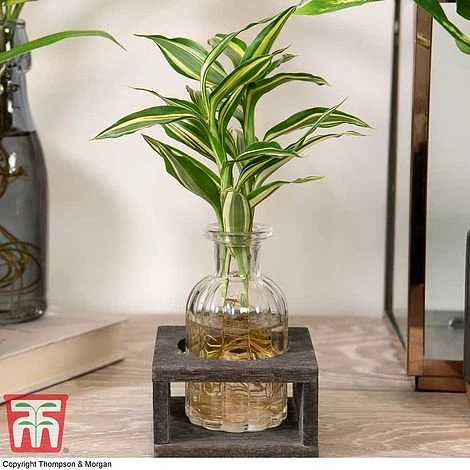 Dracaena Sanderiana 'Victory' In Bottle & Stand 5 Dracaena Sanderiana 'Victory' In Bottle & Stand - Image 5