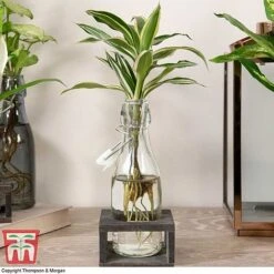 Dracaena Sanderiana 'Victory' In Bottle & Stand 11 Dracaena Sanderiana 'Victory' In Bottle & Stand -Vedicayur Store DRAC KB3999 F