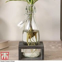 Dracaena Sanderiana 'Victory' In Bottle & Stand 8 Dracaena Sanderiana 'Victory' In Bottle & Stand -Vedicayur Store DRAC KB3999 G