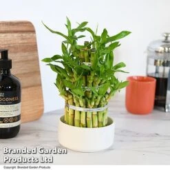 Dracaena Sanderiana 'Lucky Bamboo' -Vedicayur Store DRAC SANDE12CM T48324