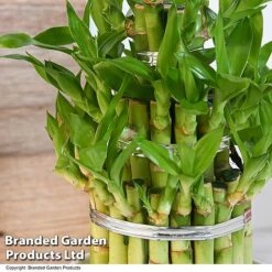 Dracaena Sanderiana 'Lucky Bamboo' -Vedicayur Store DRAC SANDE12CM T48326