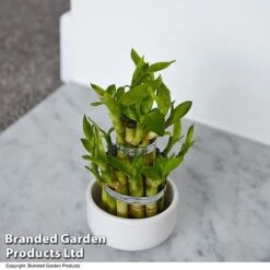 Dracaena Sanderiana 'Lucky Bamboo' -Vedicayur Store DRAC SANDERIAN T47329