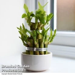 Dracaena Sanderiana 'Lucky Bamboo' -Vedicayur Store DRAC SANDERIAN T47330