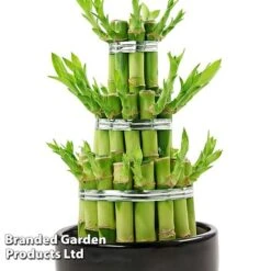 Dracaena Sanderiana 'Lucky Bamboo' -Vedicayur Store DRAC SANDERIAN W45408