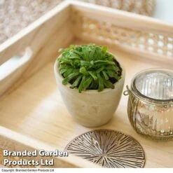 Drosera Aliciae -Vedicayur Store DROS ALICIAE T41636