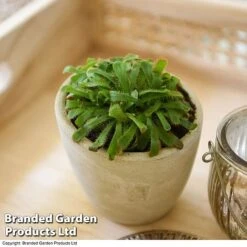 Drosera Aliciae -Vedicayur Store DROS ALICIAE T41637