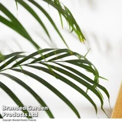 Dypsis Lutescens In Hydro Pot 8 Dypsis Lutescens In Hydro Pot -Vedicayur Store DYPS LUTESCENS T50758