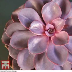 Echeveria 'Purple Pearl' - Shine Like A Pearl -Vedicayur Store ECHE KB3784 C