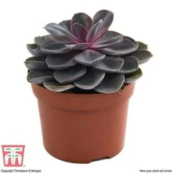 Echeveria 'Purple Pearl' - Shine Like A Pearl -Vedicayur Store ECHE KB3784 D