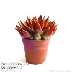 Echeveria 'Miranda Chameleon' -Vedicayur Store ECHE CHAME12CM T49076