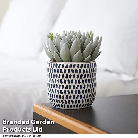 Echeveria 'Miranda Glow In The Dark' 2 Echeveria 'Miranda Glow In The Dark' - Image 2