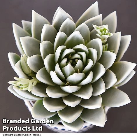 Echeveria 'Miranda Glow In The Dark' 4 Echeveria 'Miranda Glow In The Dark' - Image 4
