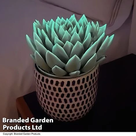 Echeveria 'Miranda Glow In The Dark' 1 Echeveria 'Miranda Glow In The Dark'