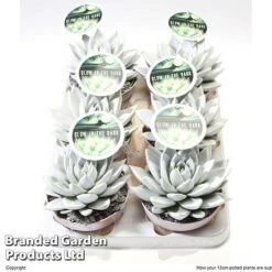 Echeveria 'Miranda Glow In The Dark' 9 Echeveria 'Miranda Glow In The Dark' -Vedicayur Store ECHE MIRAN12CM S48425