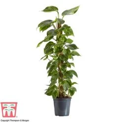 Epipremnum Aureum -Vedicayur Store EPIP TKA2906 AA