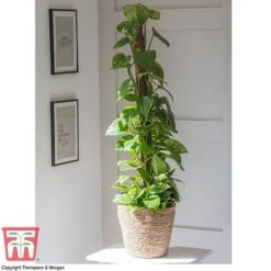 Epipremnum Aureum -Vedicayur Store EPIP TKA2906 B1