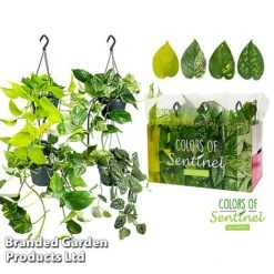 Epipremnum Mixed -Vedicayur Store EPIP MIXED15CM WKC8847 B