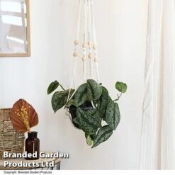 Epipremnum Mixed -Vedicayur Store EPIP MIXED T48069