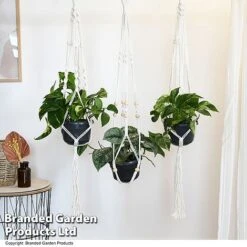 Epipremnum Mixed -Vedicayur Store EPIP MIXED T48072