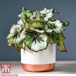Begonia Rex Trio - Gift -Vedicayur Store ESCA WKB4887 A11