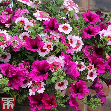 Eton Mess 1 Eton Mess