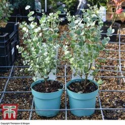 Eucalyptus Gunnii 'Azura' -Vedicayur Store EUCA KB2693 AA