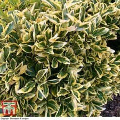 Euonymus Japonicus 'Ovatus Aureus' -Vedicayur Store EUON TKA0927 C