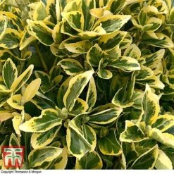 Euonymus Japonicus 'Ovatus Aureus' -Vedicayur Store EUON TKA0927 D