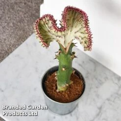 Euphorbia Lactea 'Cristata' -Vedicayur Store EUPH LACTE10CM A