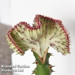 Euphorbia Lactea 'Cristata' -Vedicayur Store EUPH LACTE10CM B