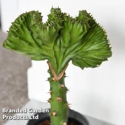 Euphorbia Lactea 'Cristata' -Vedicayur Store EUPH LACTE10CM C