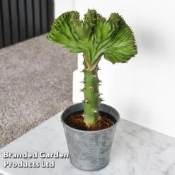 Euphorbia Lactea 'Cristata' -Vedicayur Store EUPH LACTE10CM D