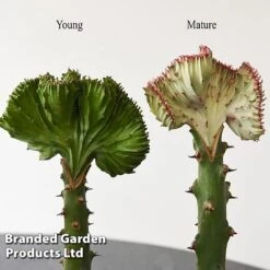 Euphorbia Lactea 'Cristata' -Vedicayur Store EUPH LACTE10CM E