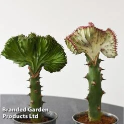 Euphorbia Lactea 'Cristata' -Vedicayur Store EUPH LACTE10CM F