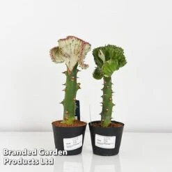 Euphorbia Lactea 'Cristata' -Vedicayur Store EUPH LACTE10CM G