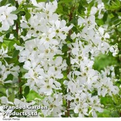 Exochorda 'Blushing Pearl' 10 Exochorda 'Blushing Pearl' -Vedicayur Store EXOC BLUSHINGP H39579