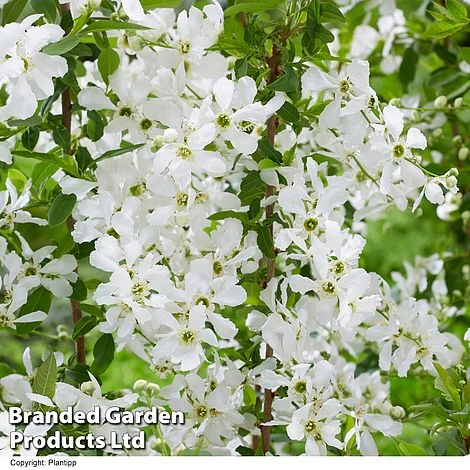 Exochorda 'Blushing Pearl' 3 Exochorda 'Blushing Pearl' - Image 3