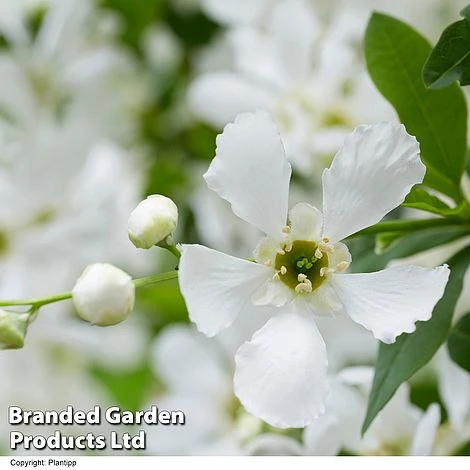 Exochorda 'Blushing Pearl' 5 Exochorda 'Blushing Pearl' - Image 5