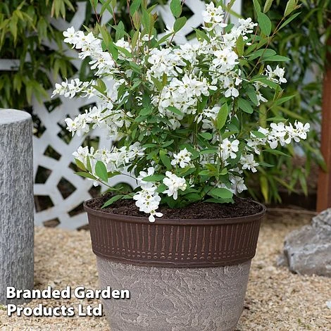 Exochorda 'Blushing Pearl' 8 Exochorda 'Blushing Pearl' - Image 8